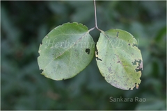 Combretum albidum var. albidum